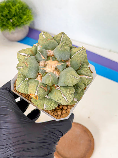 Ariocarpus Cultivar (gg) | Living rock cactus