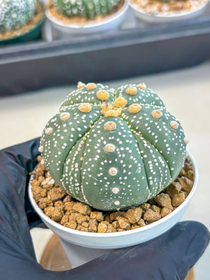 Astrophytum 5-Ribs (at7) (y3) | Living Rocks