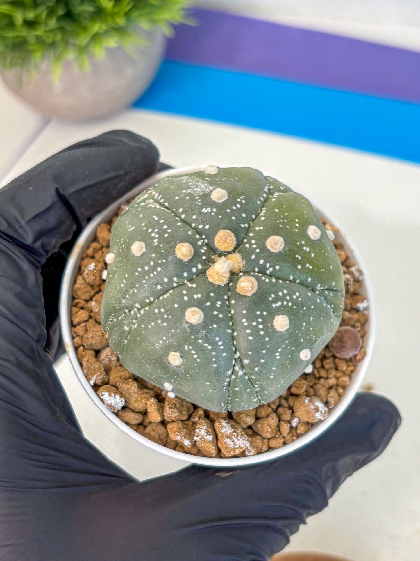 Astrophytum Fukuryu (at8) (04) | Rare Plant | Succulent Cactus