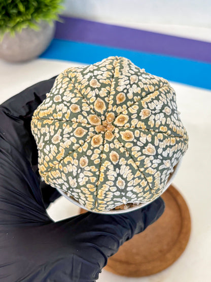 Astrophytum Super Kabuto (at10) (05) | sand dollar cactus