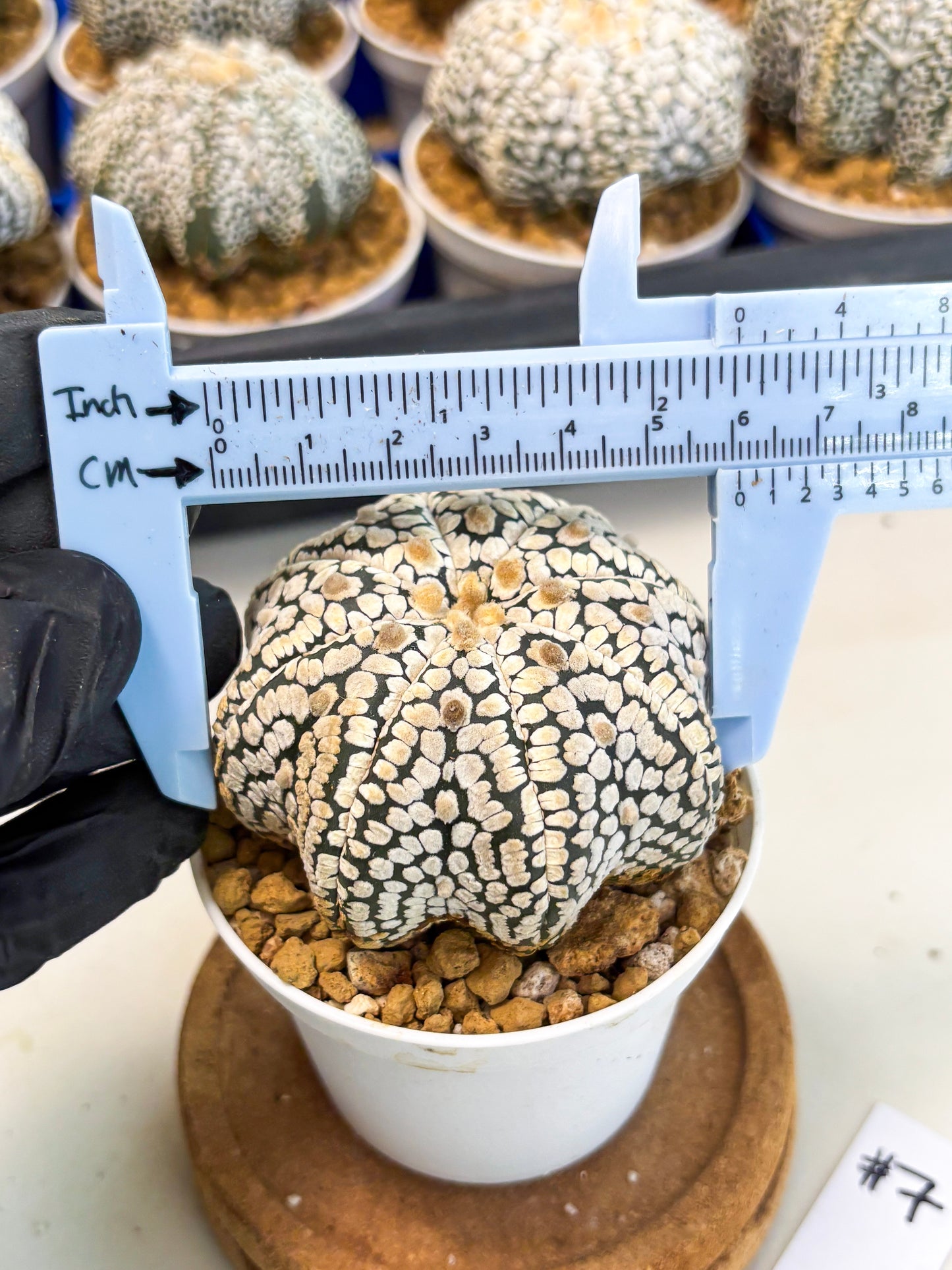 Astrophytum Star Shape (at3) (g7) | Very Rare Cactus