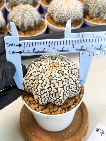 Astrophytum Star Shape (at3) (g7) | Very Rare Cactus