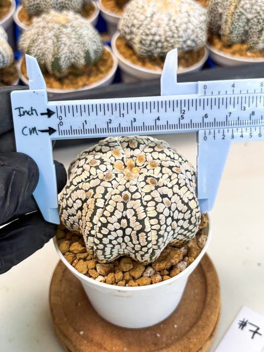 Astrophytum Star Shape (at3) (g7) | Very Rare Cactus