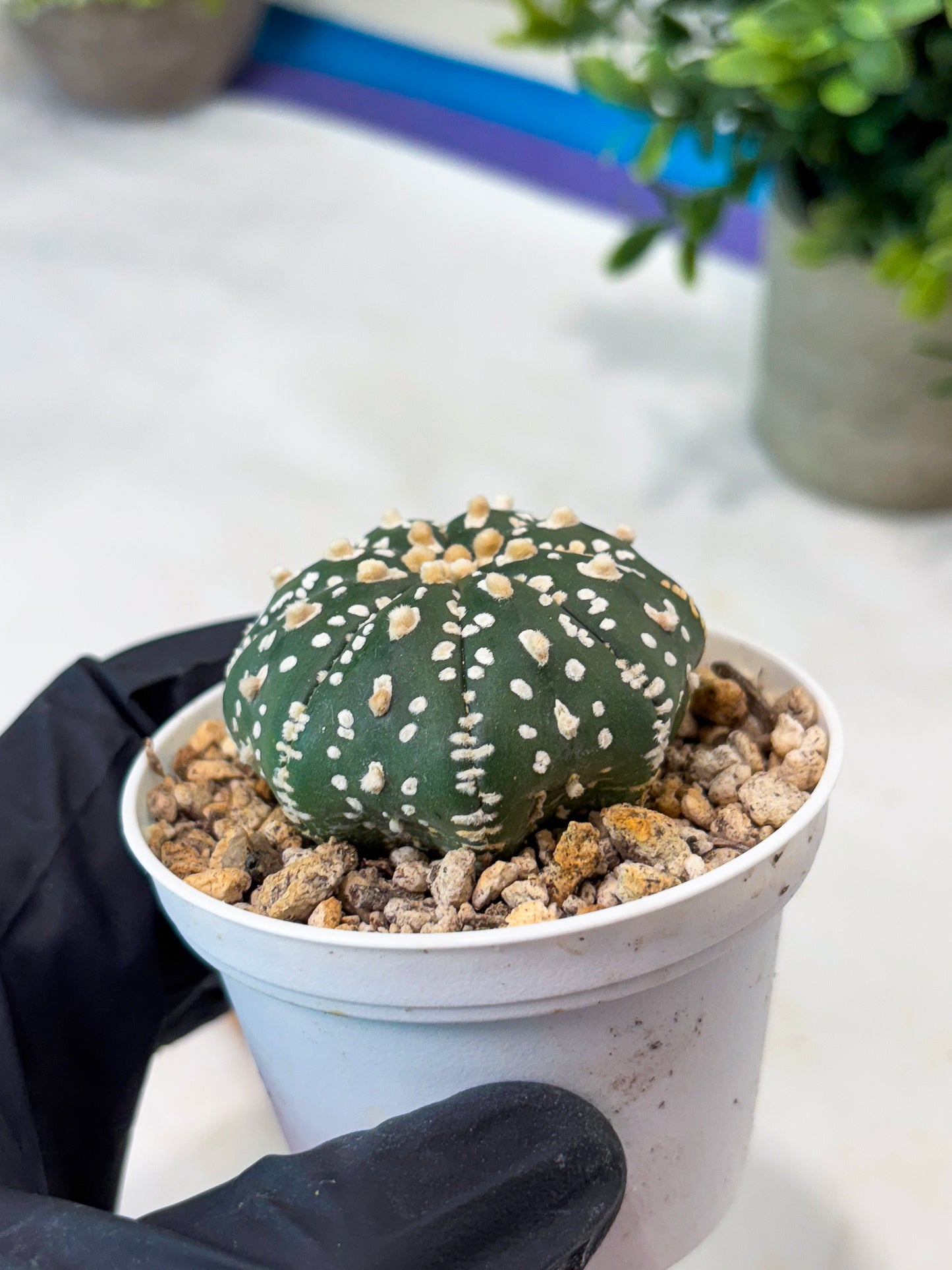 Astrophytum Super Kabuto (T8) (g1) | Imported Cactus