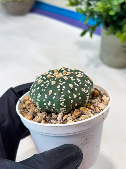Astrophytum Super Kabuto (T8) (g1) | Imported Cactus