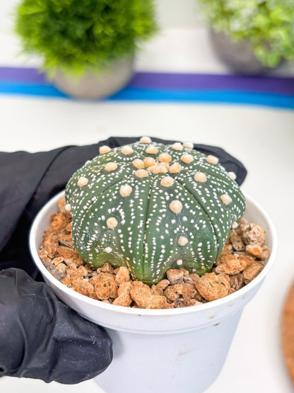 Astrophytum Super Kabuto (t12) (p7) | 3" Pot