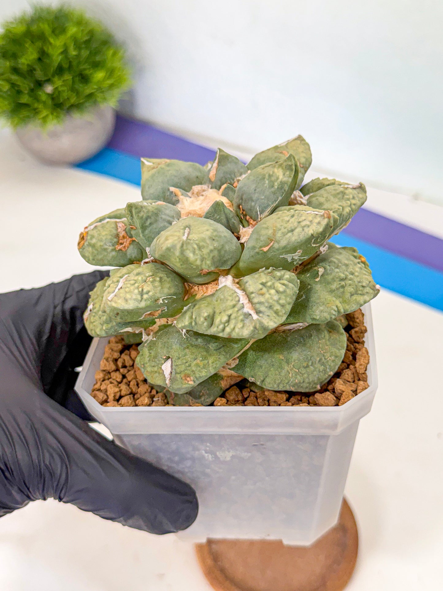 Ariocarpus Cultivar (gg) | Living rock cactus