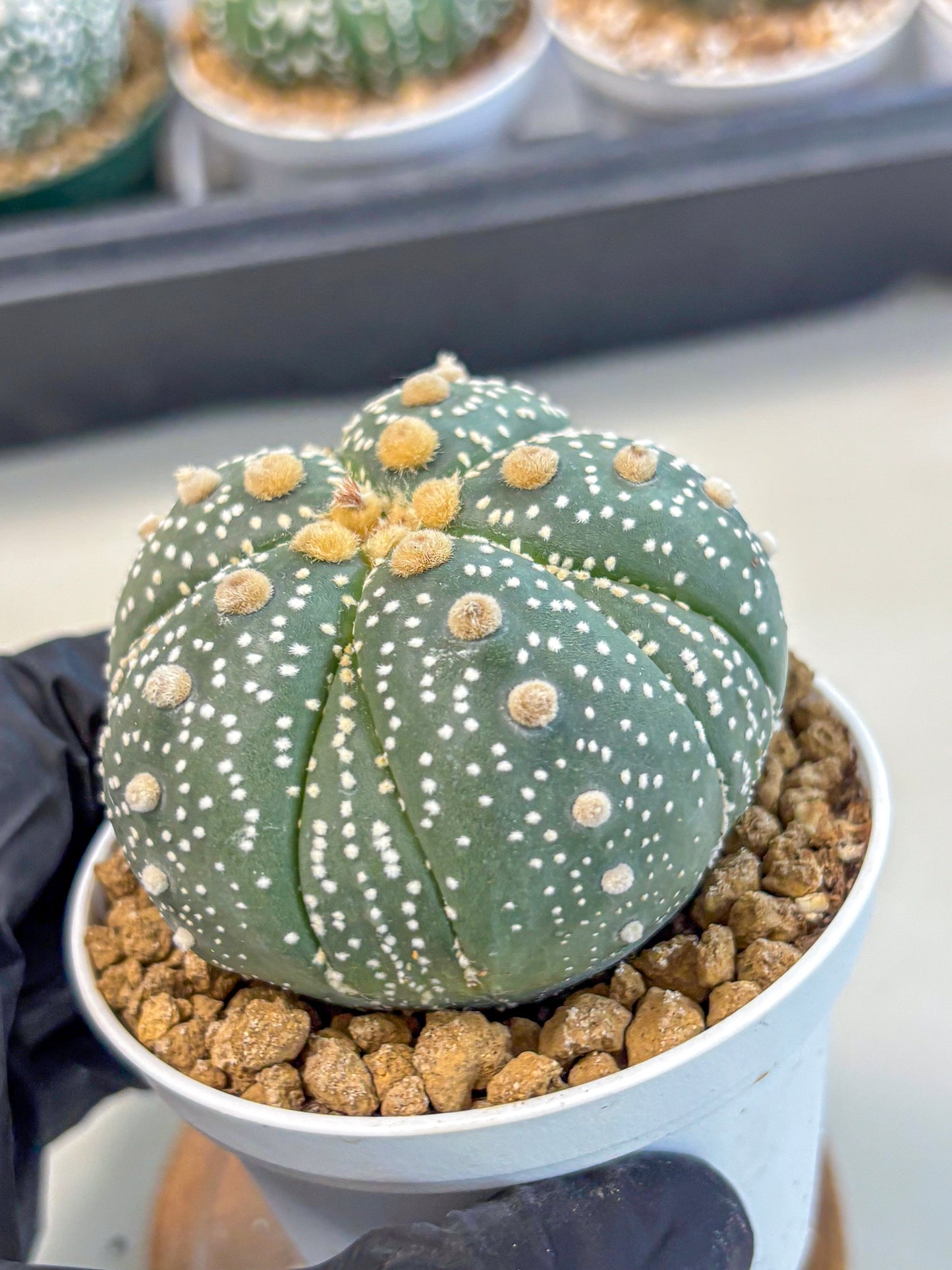 Astrophytum 5-Ribs (at7) (y3) | Living Rocks