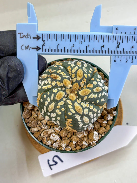 Astrophytum Fukuryu (at8) (05) | Rare Plant | Succulent Cactus