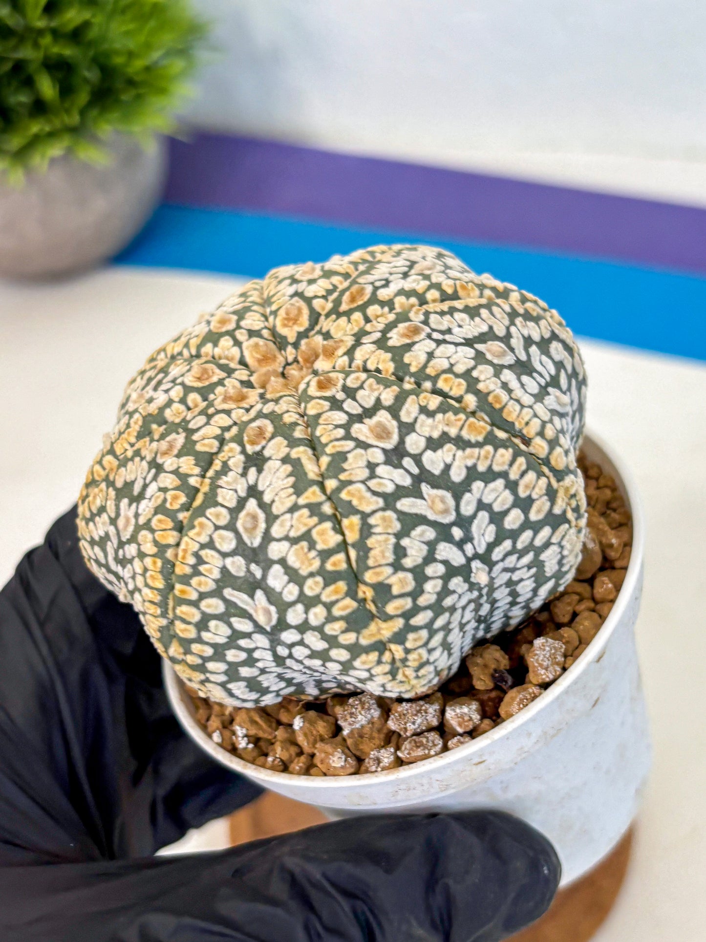 Astrophytum Super Kabuto (at10) (05) | sand dollar cactus