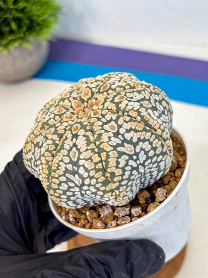 Astrophytum Super Kabuto (at10) (05) | sand dollar cactus