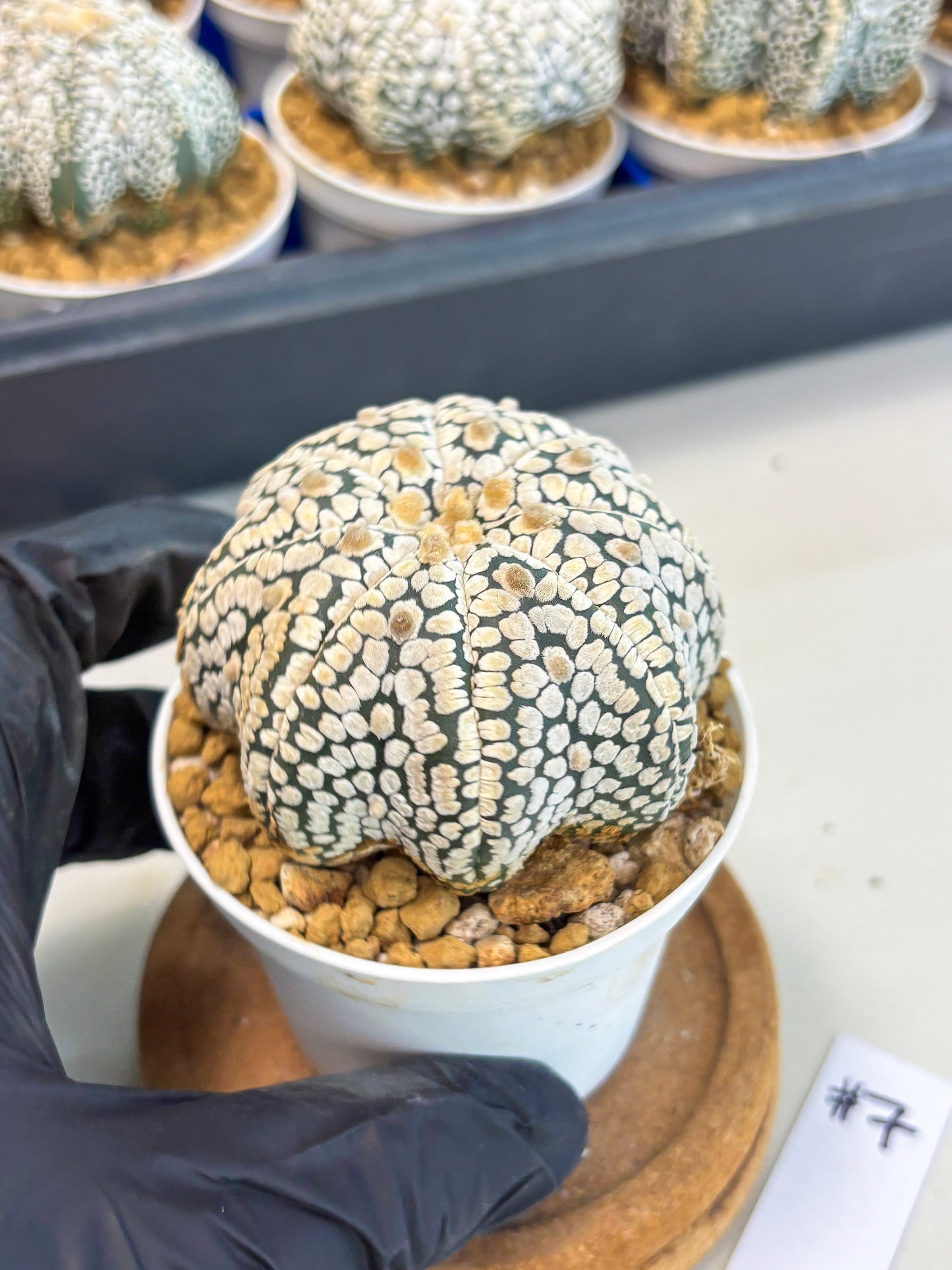 Astrophytum Star Shape (at3) (g7) | Very Rare Cactus