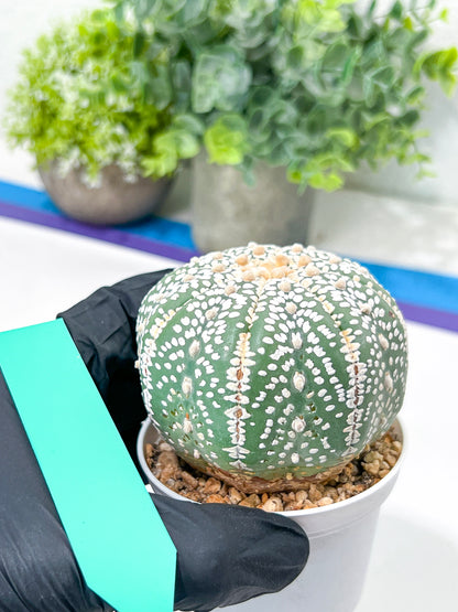 Astrophytum Super Kabuto (#T7B) | Las Vegas Botanical Shop | 3" Pot