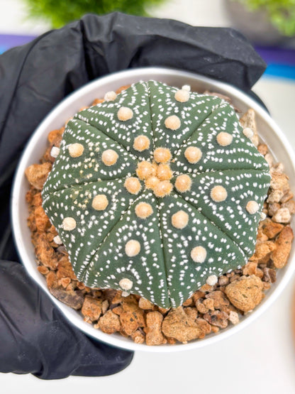 Astrophytum Super Kabuto (t12) (p7) | 3" Pot