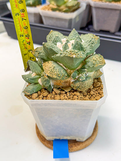 Ariocarpus Cultivar (bb) | Living rock cactus