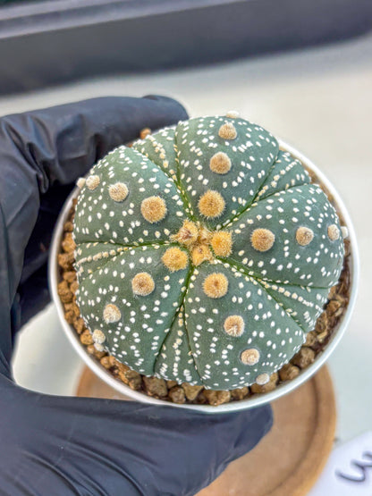 Astrophytum 5-Ribs (at7) (y3) | Living Rocks