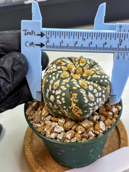 Astrophytum Fukuryu (at8) (05) | Rare Plant | Succulent Cactus