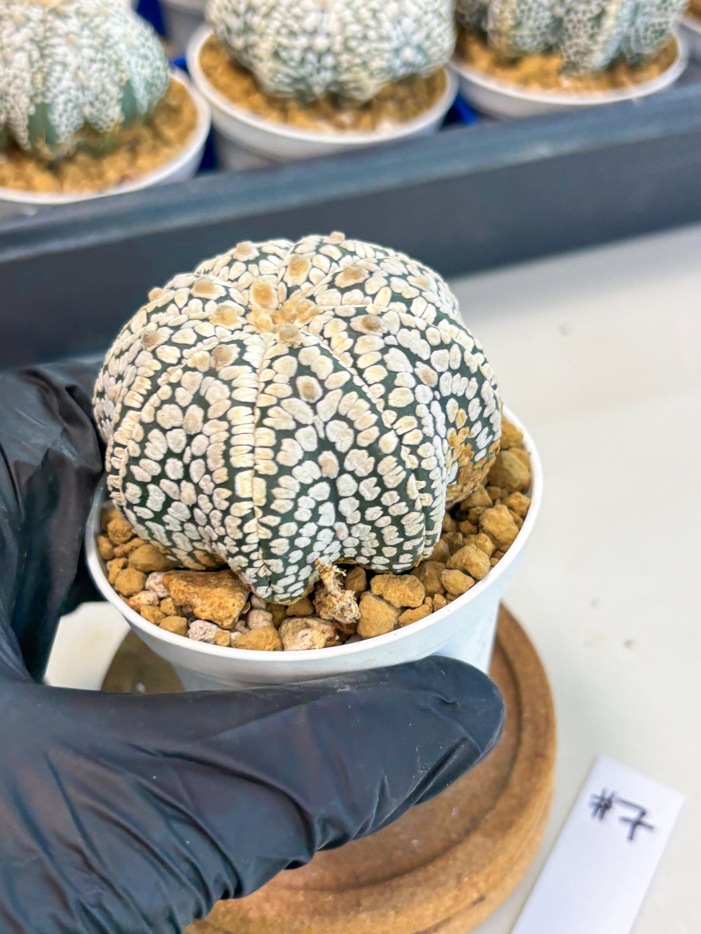 Astrophytum Star Shape (at3) (g7) | Very Rare Cactus