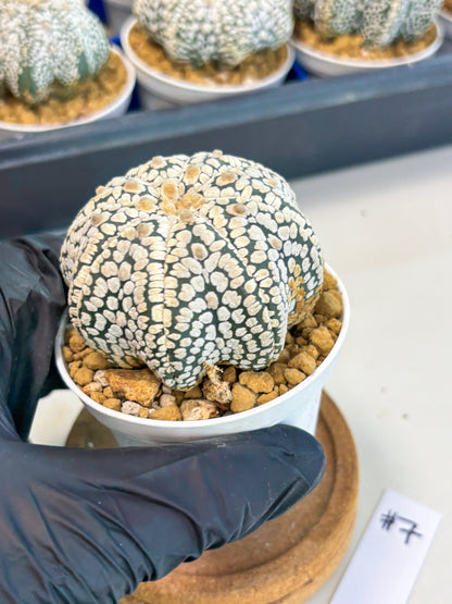 Astrophytum Star Shape (at3) (g7) | Very Rare Cactus