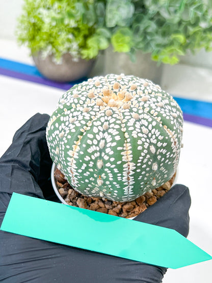 Astrophytum Super Kabuto (#T7B) | Las Vegas Botanical Shop | 3" Pot