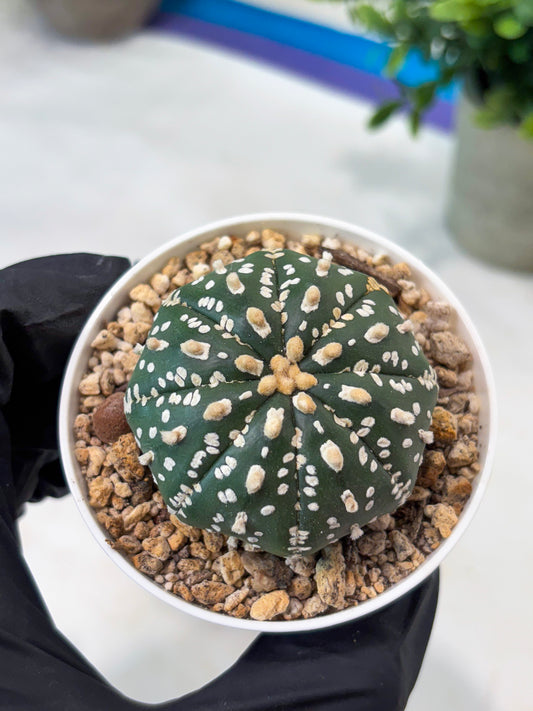 Astrophytum Super Kabuto (T8) (g1) | Imported Cactus