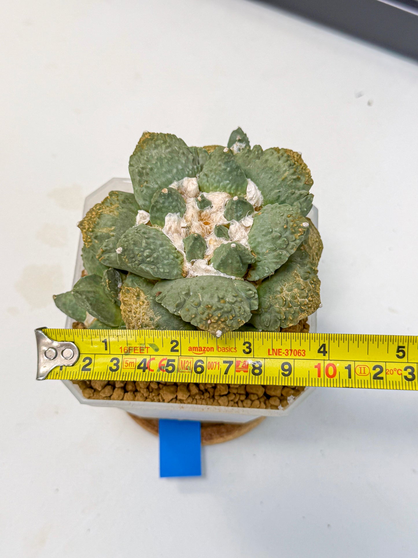 Ariocarpus Cultivar (bb) | Living rock cactus