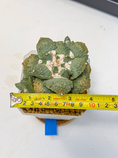 Ariocarpus Cultivar (bb) | Living rock cactus
