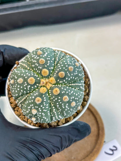 Astrophytum 5-Ribs (at7) (y3) | Living Rocks