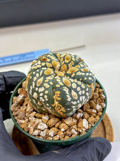 Astrophytum Fukuryu (at8) (05) | Rare Plant | Succulent Cactus