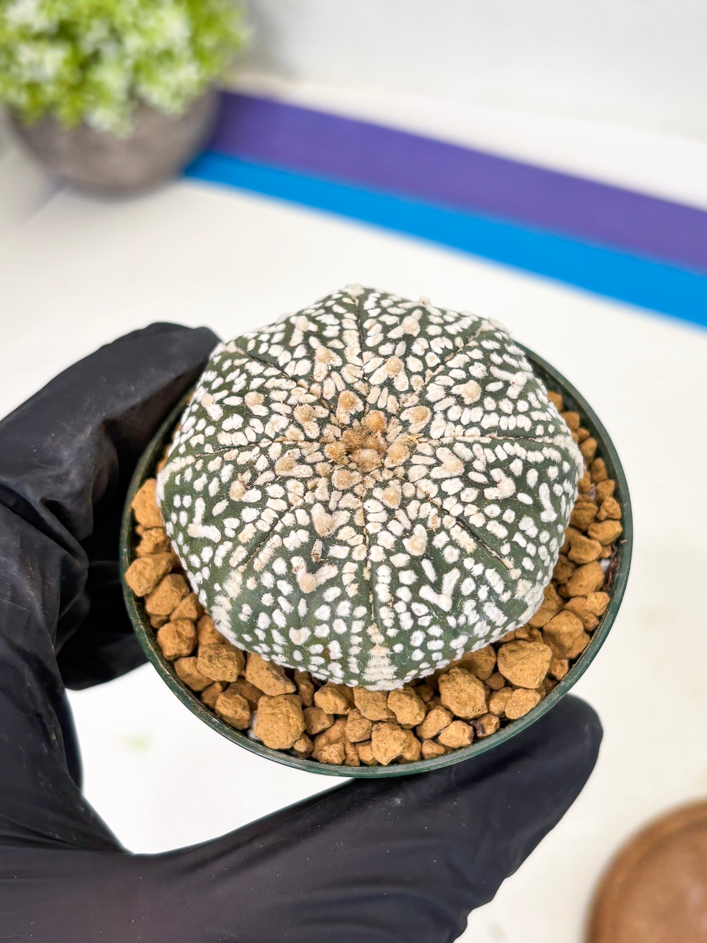 Astrophytum V-Type (at1) (p6) | Imported Cactus