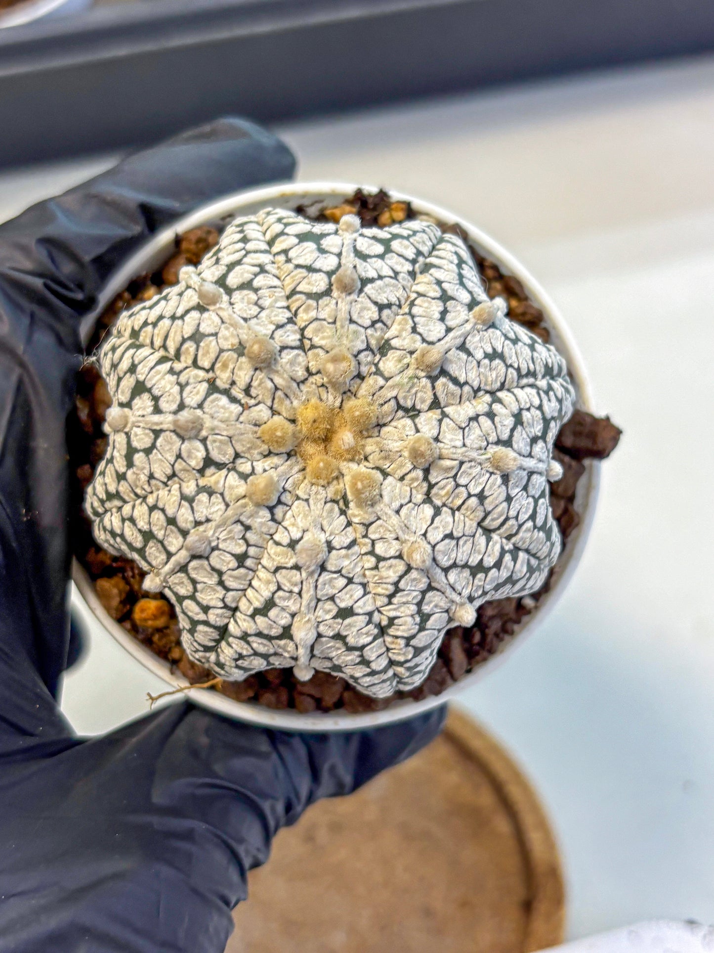 Astrophytum V Type (at5) (04) |  Sea urchin cactus
