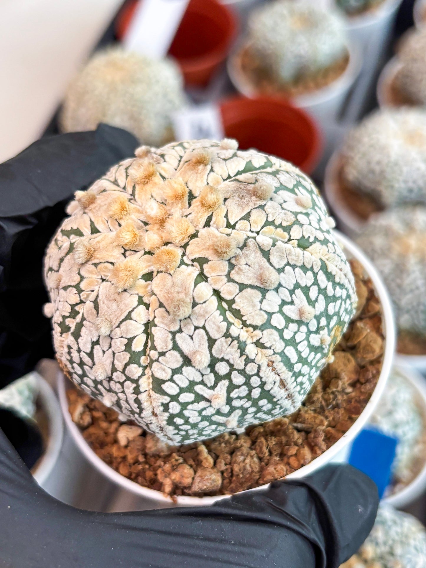 Astrophytum Super Kabuto V Type (T4) (y2) | Las Vegas Seller