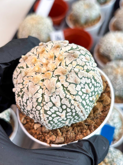 Astrophytum Super Kabuto V Type (T4) (y2) | Las Vegas Seller
