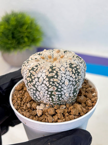 Astrophytum V Type (at2) (04) | Live Plant | Rare Collection