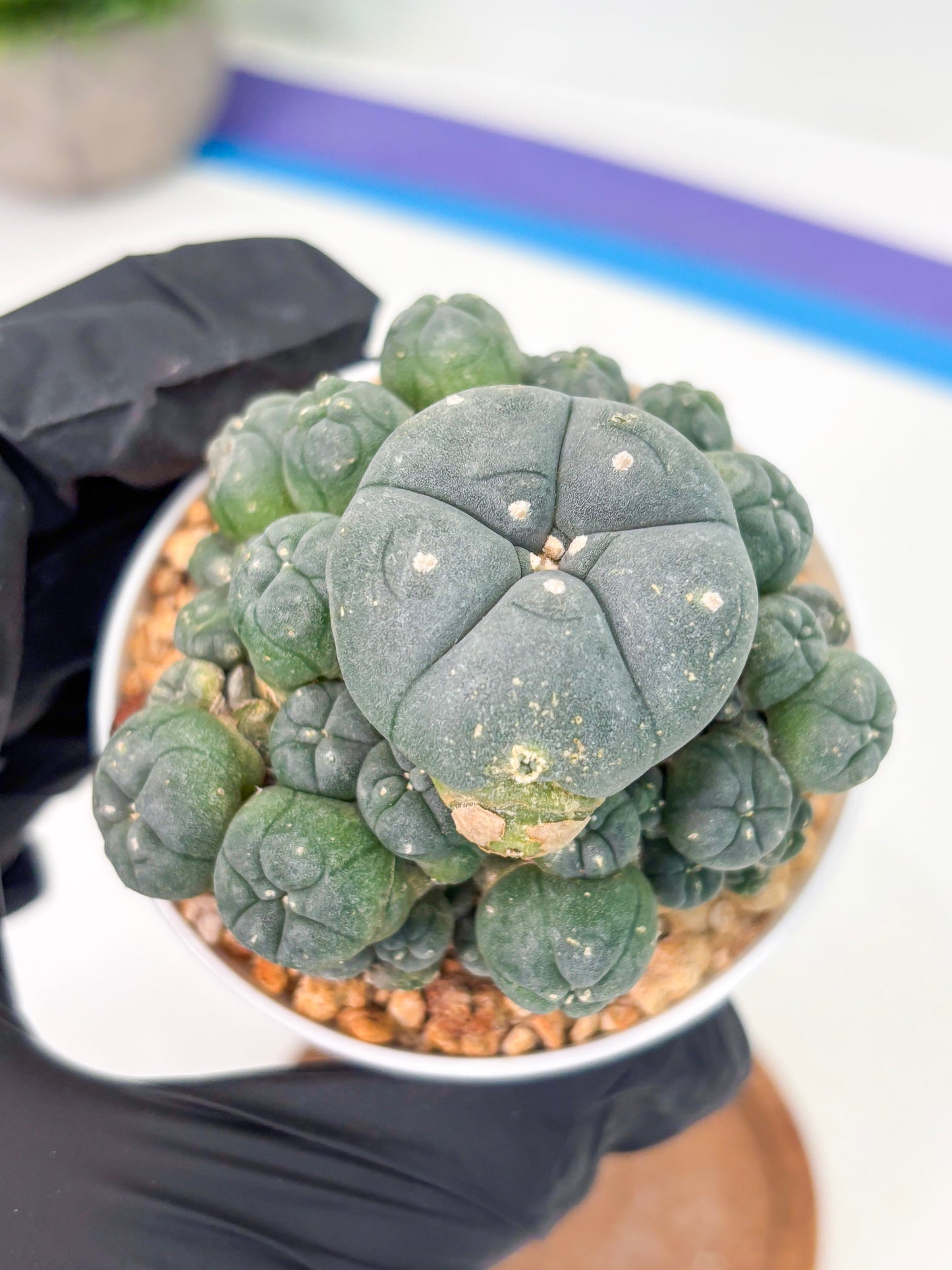 Spineless Cactus (Lo1) (g2) | For Advanced Growers