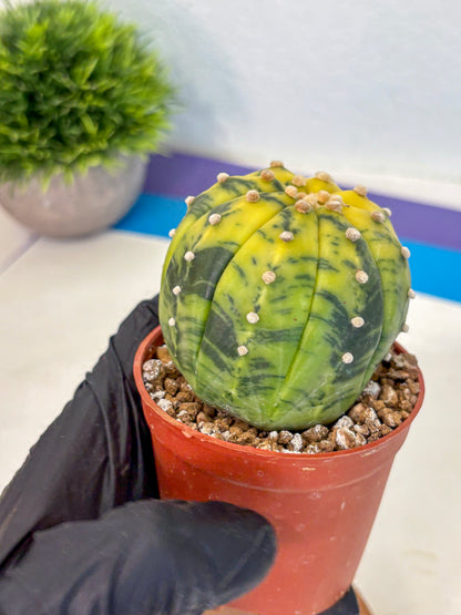 Astrophytum Variegated (at9) (04) | Rare Plant | Live Cactus