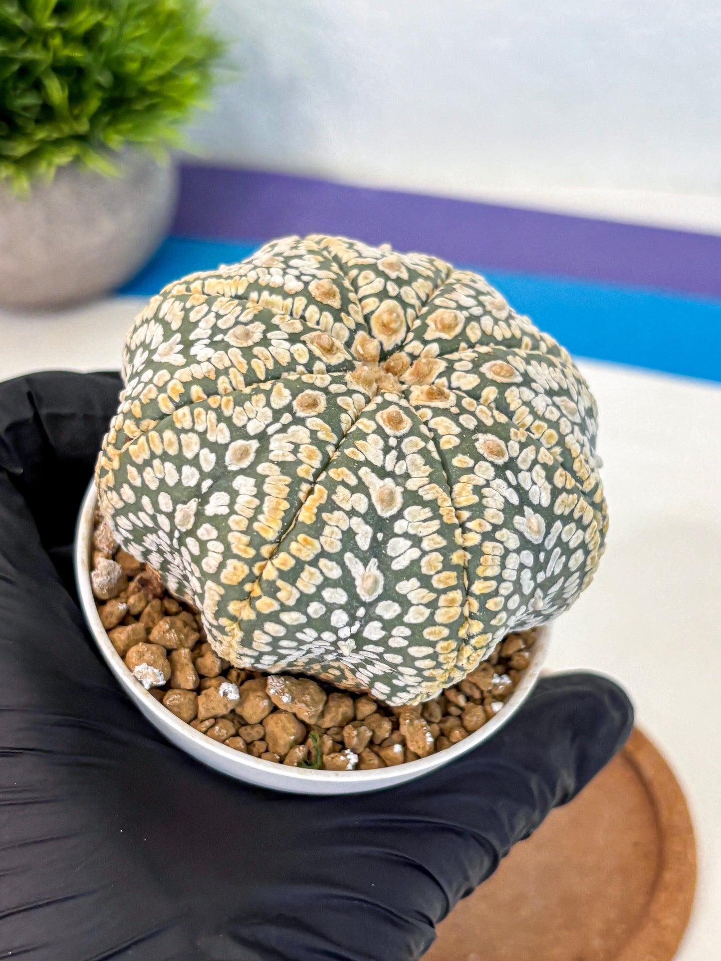 Astrophytum Super Kabuto (at10) (05) | sand dollar cactus