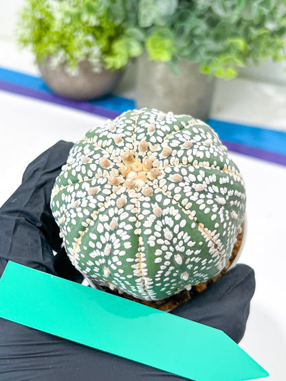 Astrophytum Super Kabuto (#T7B) | Las Vegas Botanical Shop | 3" Pot