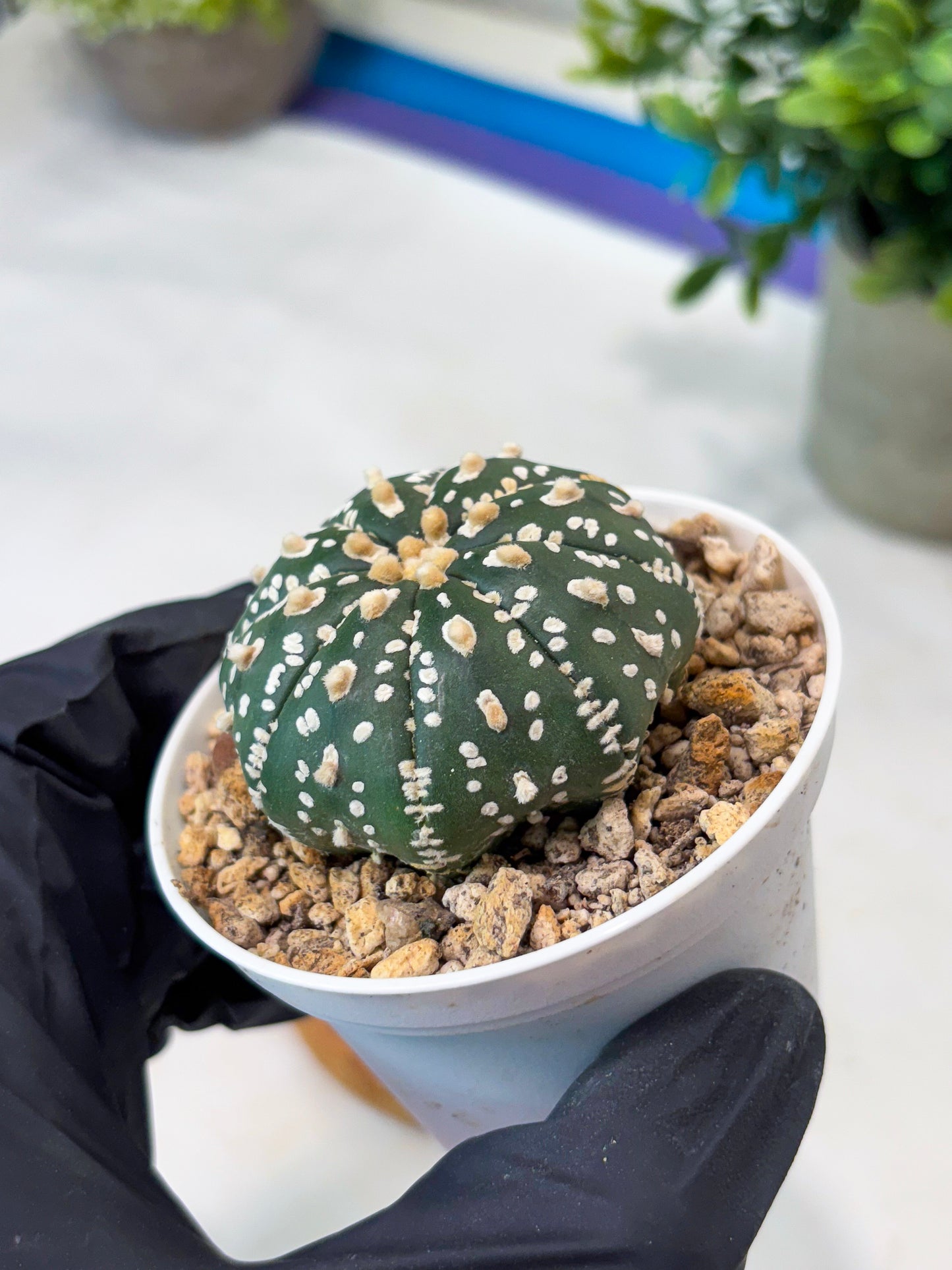 Astrophytum Super Kabuto (T8) (g1) | Imported Cactus