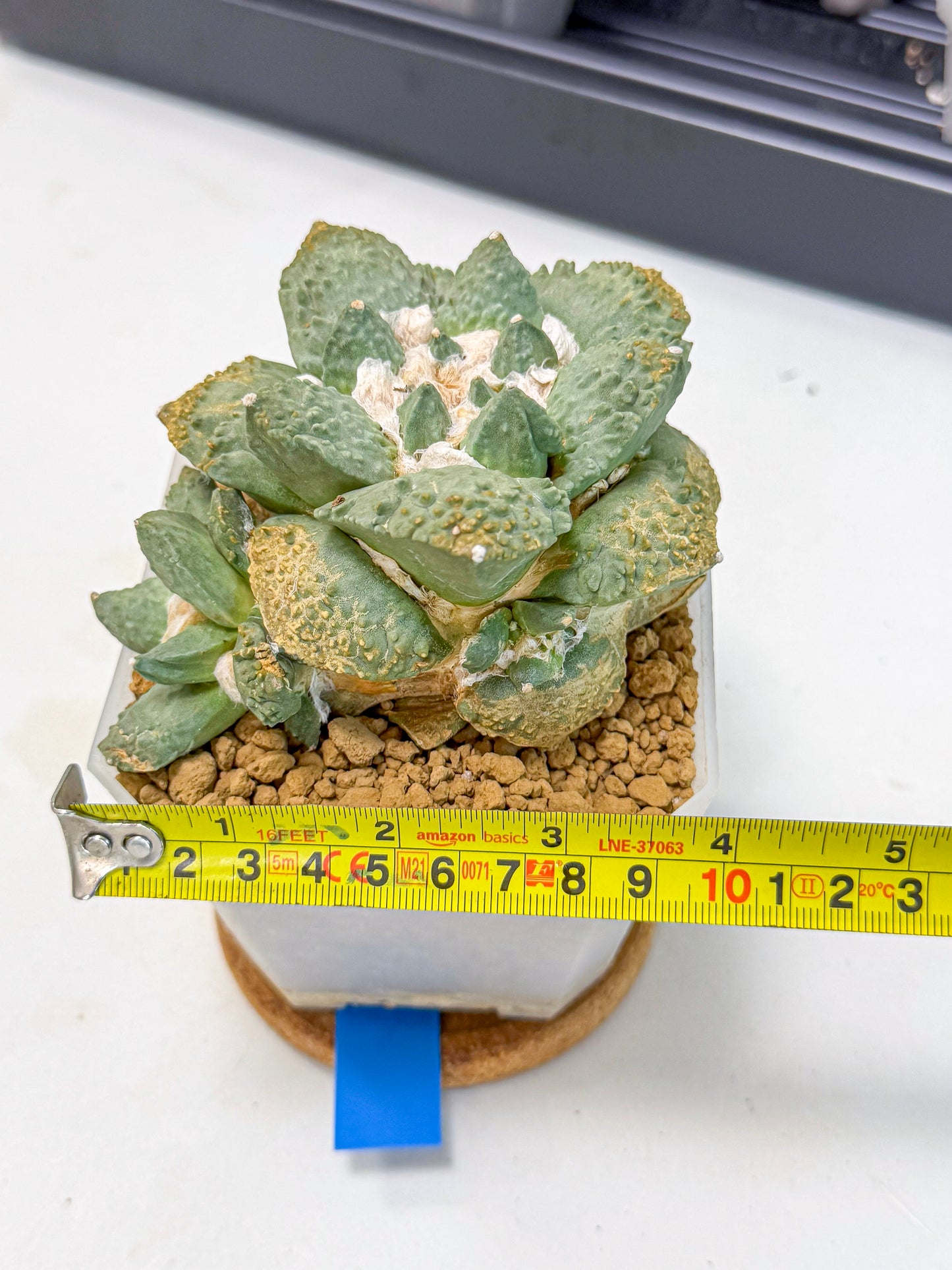 Ariocarpus Cultivar (bb) | Living rock cactus