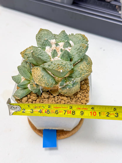 Ariocarpus Cultivar (bb) | Living rock cactus