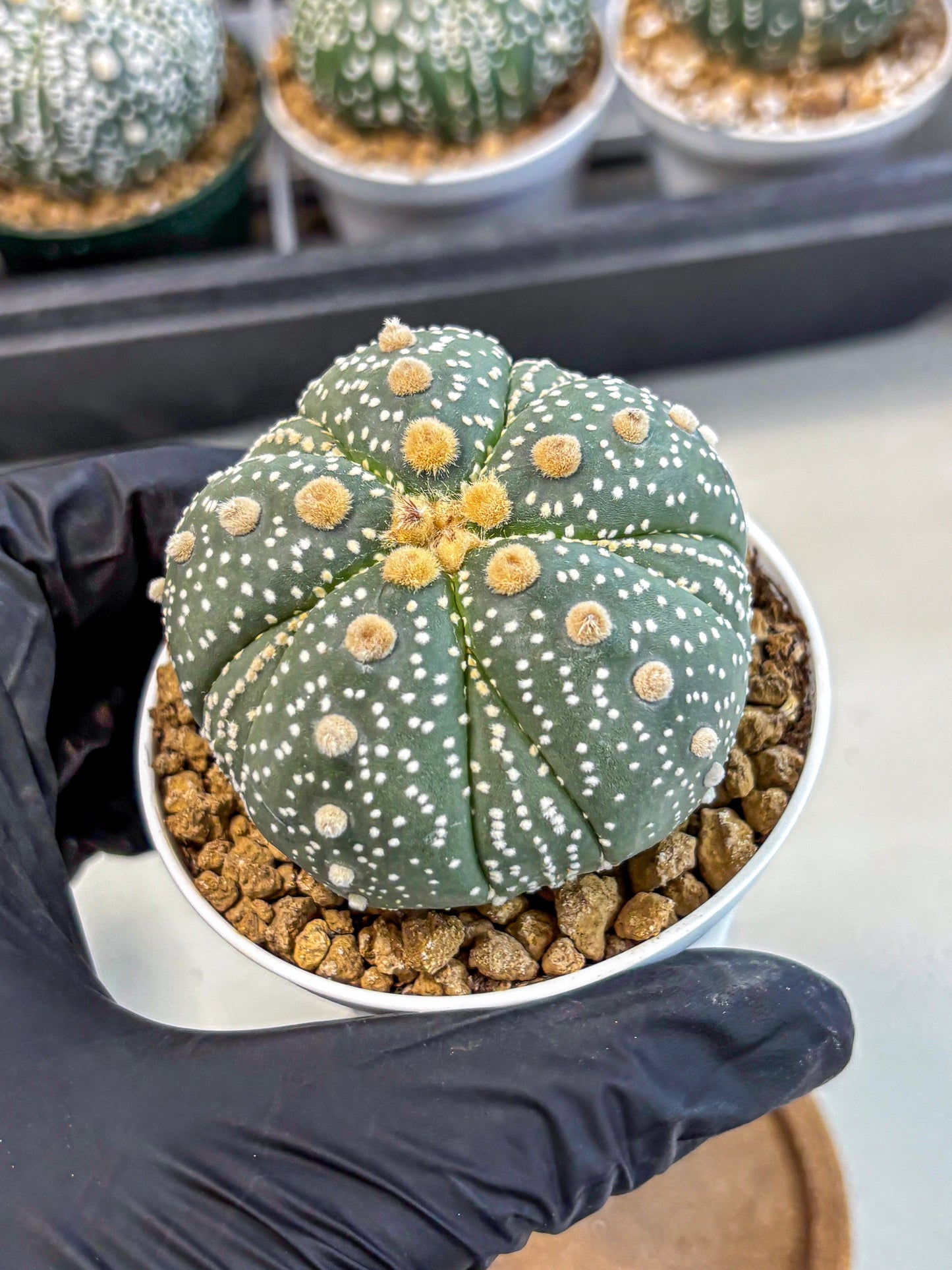 Astrophytum 5-Ribs (at7) (y3) | Living Rocks