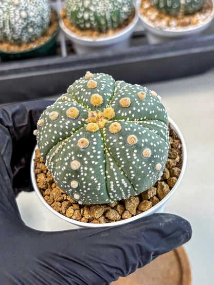 Astrophytum 5-Ribs (at7) (y3) | Living Rocks