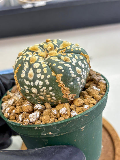 Astrophytum Fukuryu (at8) (05) | Rare Plant | Succulent Cactus