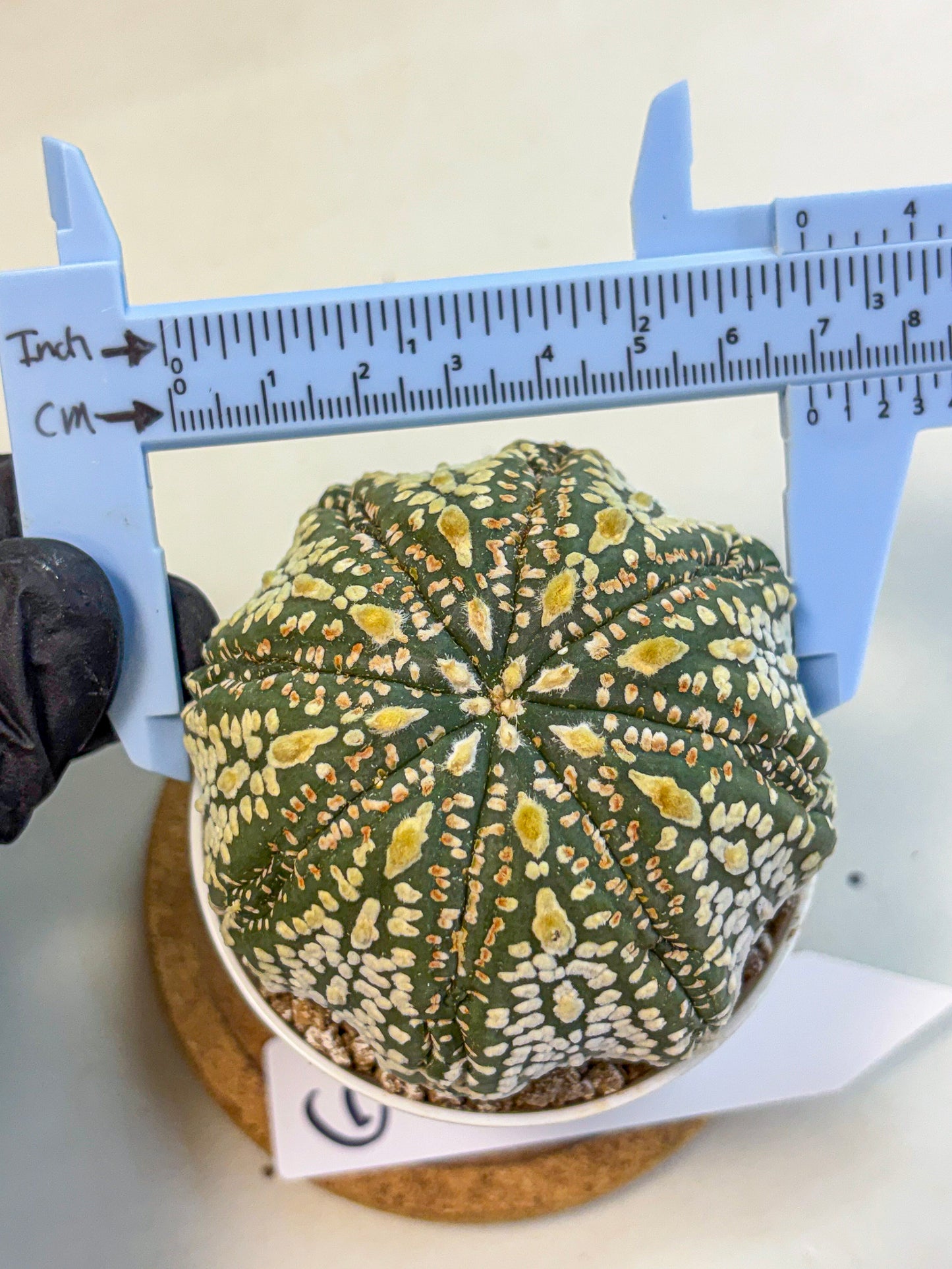 Astrophytum Super Kabuto (at10) (06) | sand dollar cactus