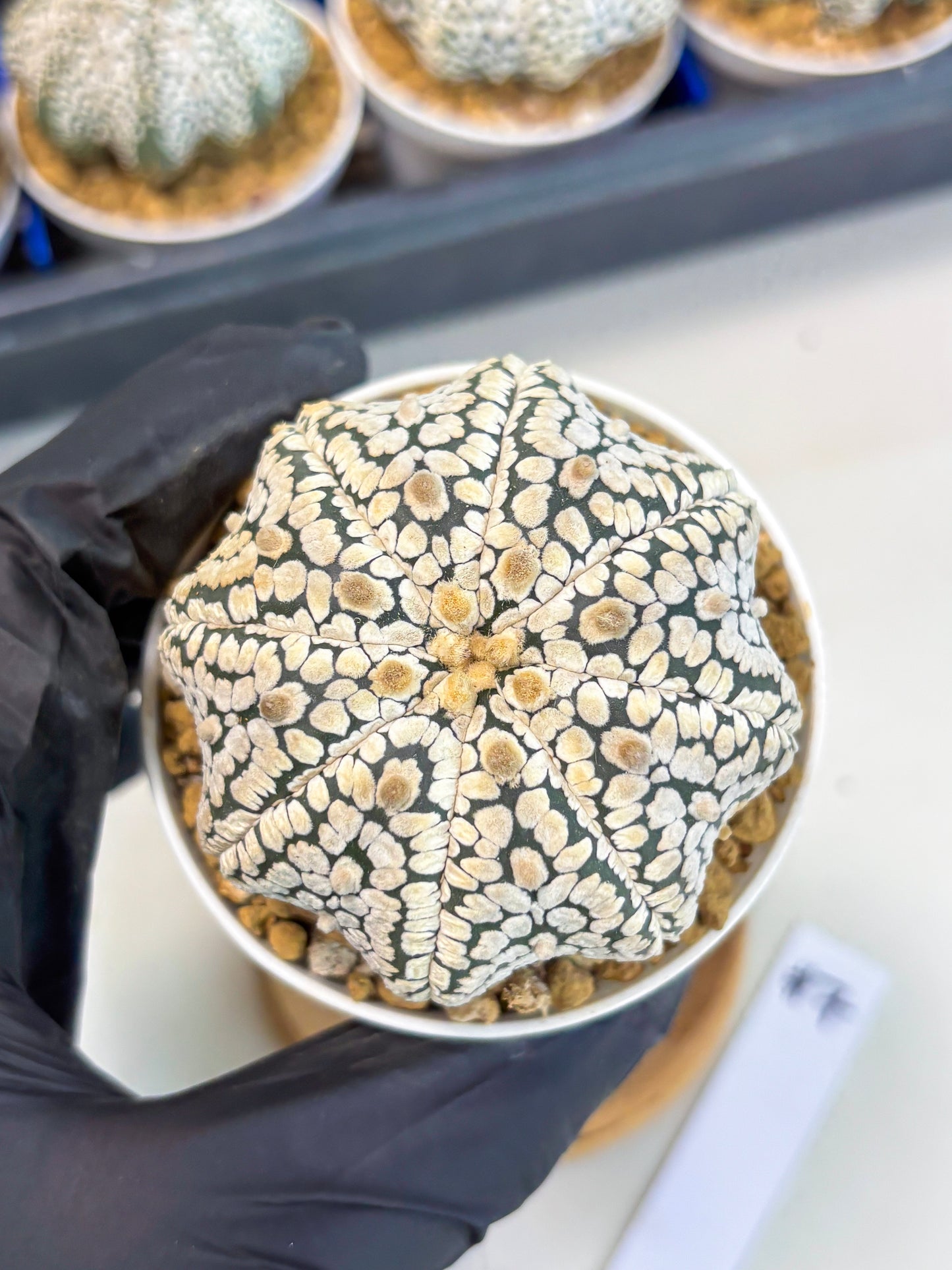 Astrophytum Star Shape (at3) (g7) | Very Rare Cactus