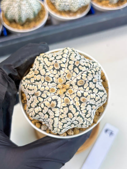 Astrophytum Star Shape (at3) (g7) | Very Rare Cactus