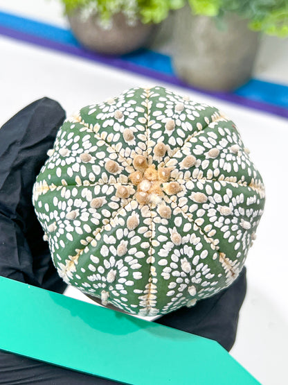 Astrophytum Super Kabuto (#T7B) | Las Vegas Botanical Shop | 3" Pot