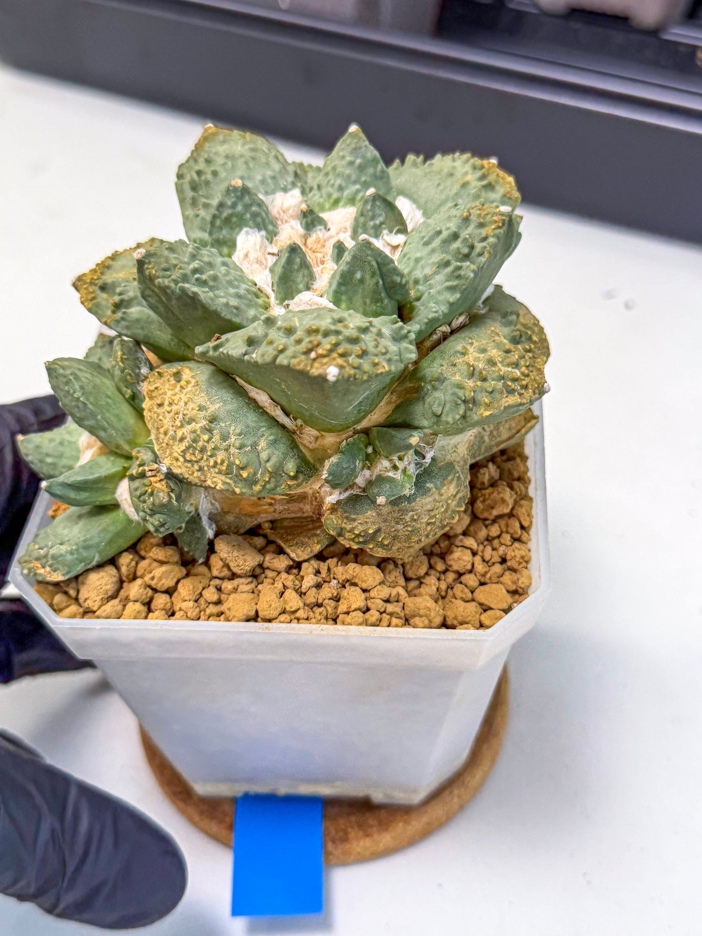 Ariocarpus Cultivar (bb) | Living rock cactus