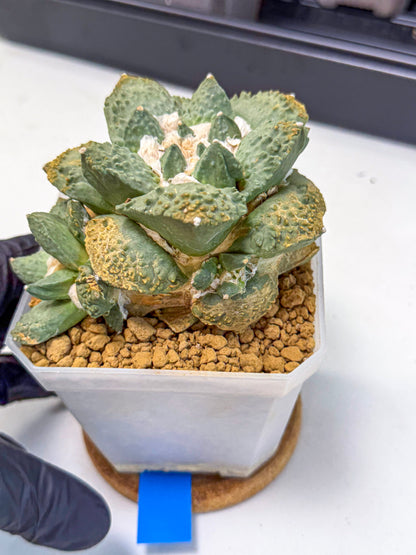 Ariocarpus Cultivar (bb) | Living rock cactus